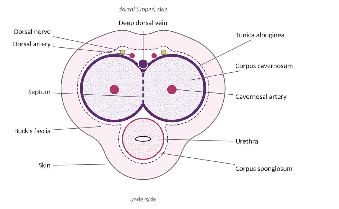 Figure 3.1: cross-section of the penis