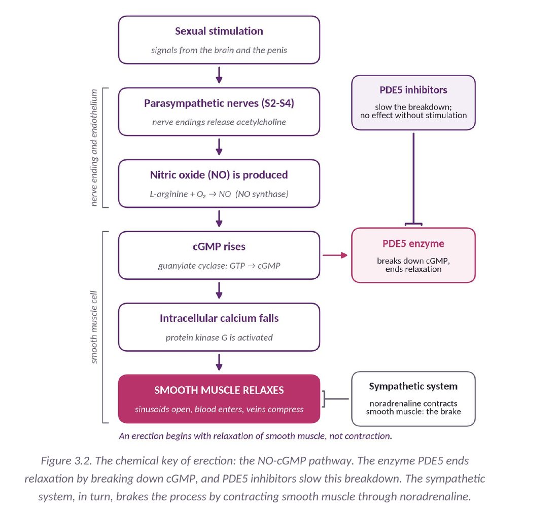 Figure 3.2: the NO-cGMP pathway of erection